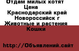 Отдам милых котят  › Цена ­ 10 - Краснодарский край, Новороссийск г. Животные и растения » Кошки   